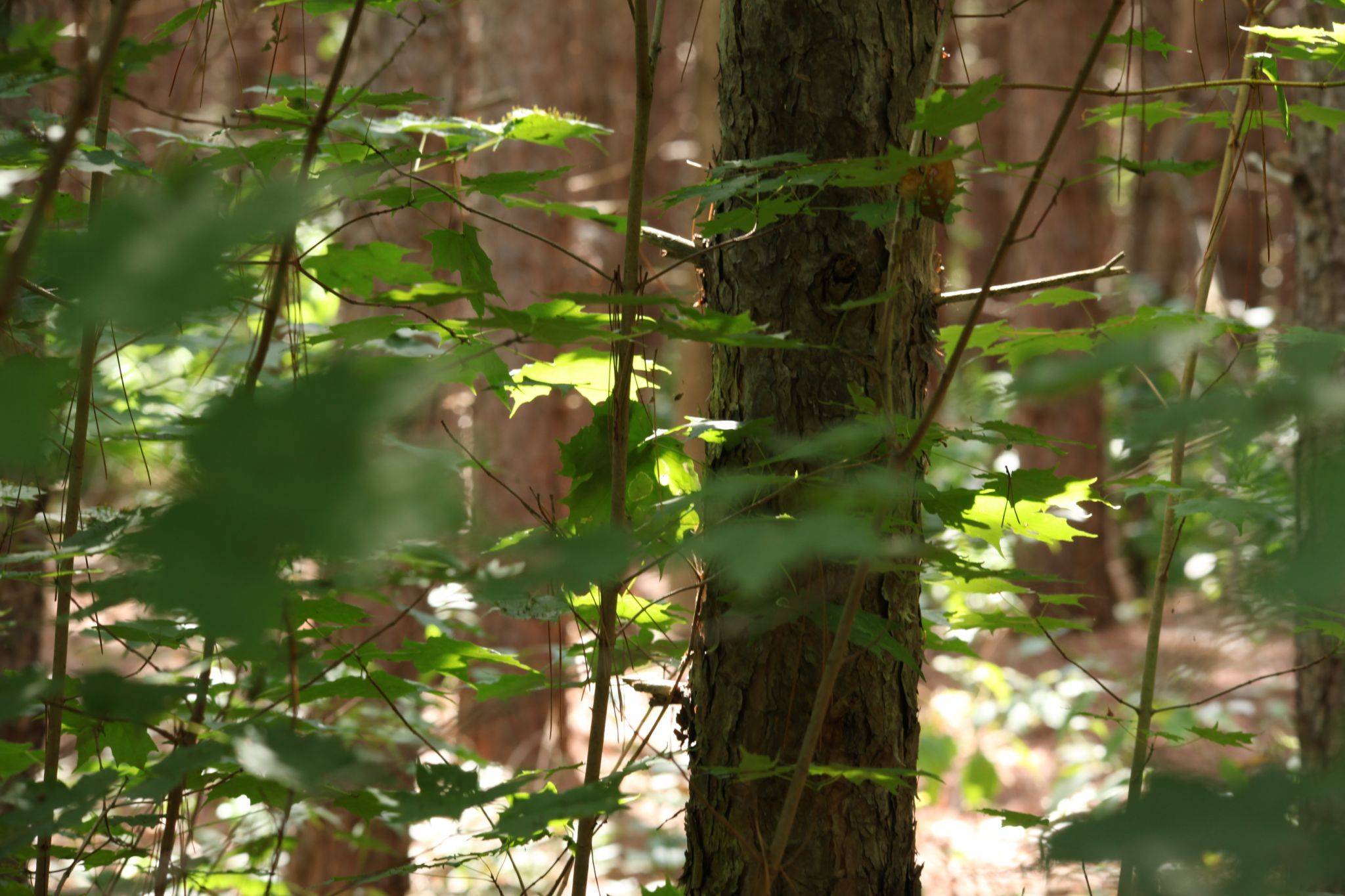 Secord Forest and Wildlife Area, Canada