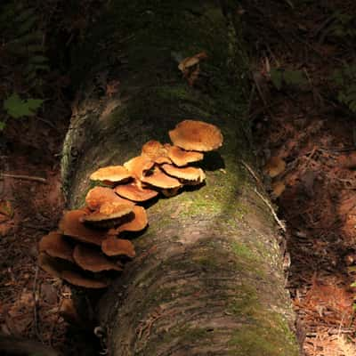 Secord Forest and Wildlife Area, Canada