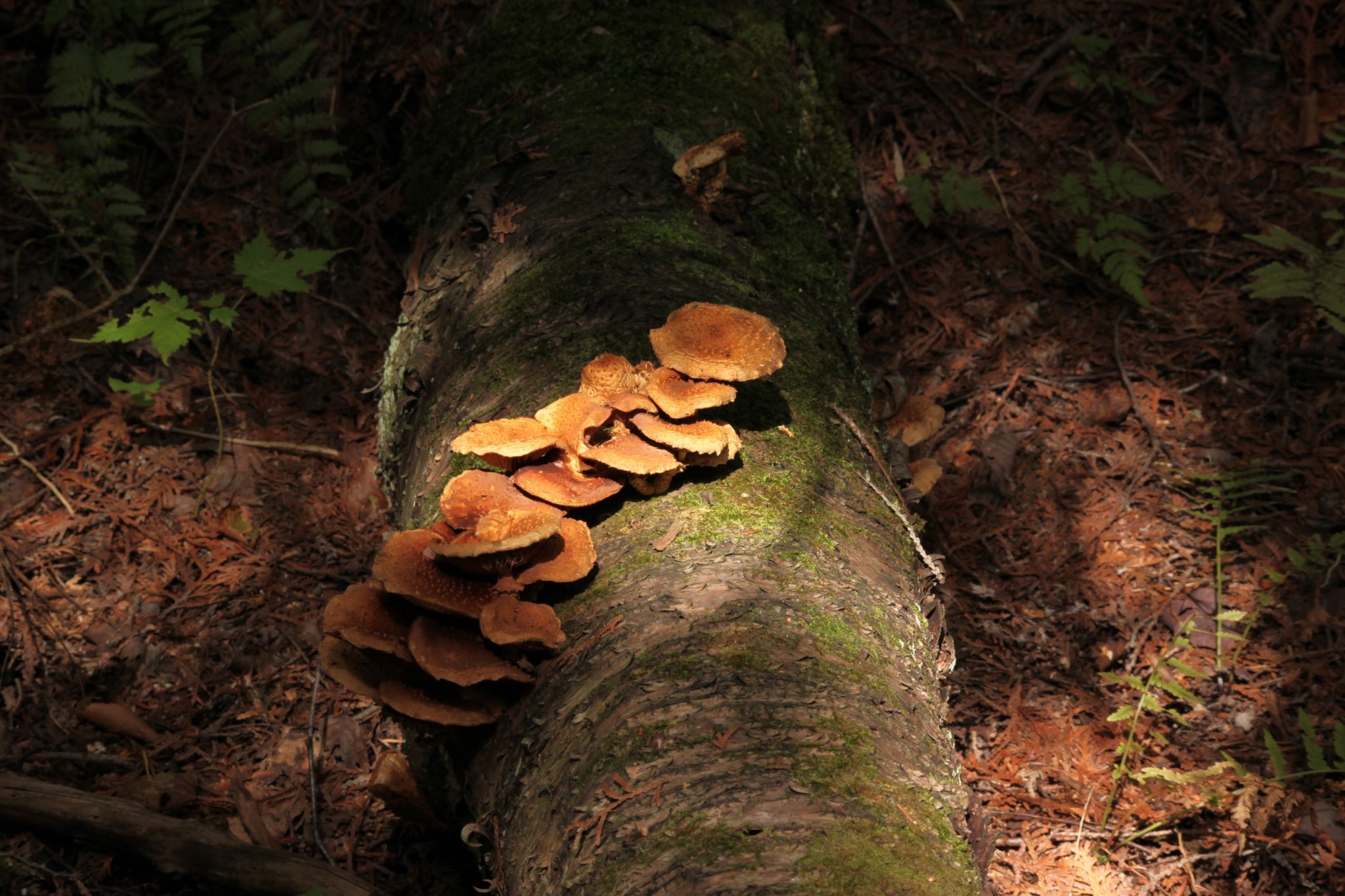 Secord Forest and Wildlife Area, Canada