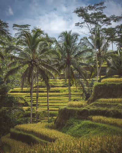 Tegallalang rice terraces