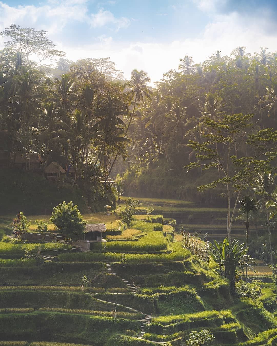 Tegallalang rice terraces, Indonesia