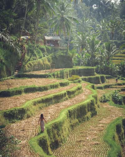 Tegallalang rice terraces
