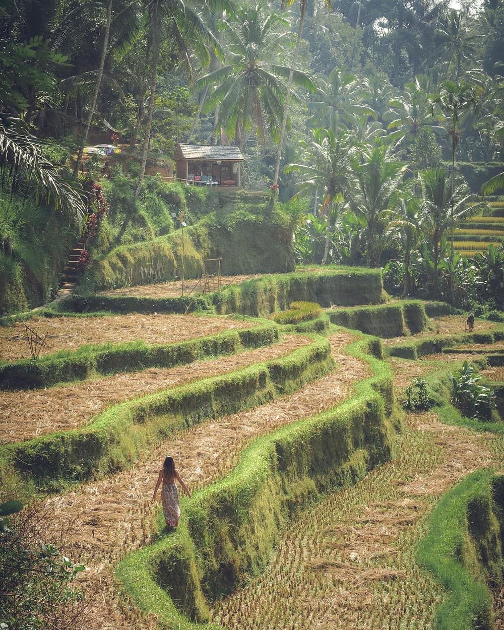 Tegallalang rice terraces, Indonesia
