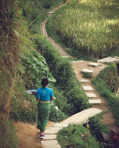 Tegallalang rice terraces