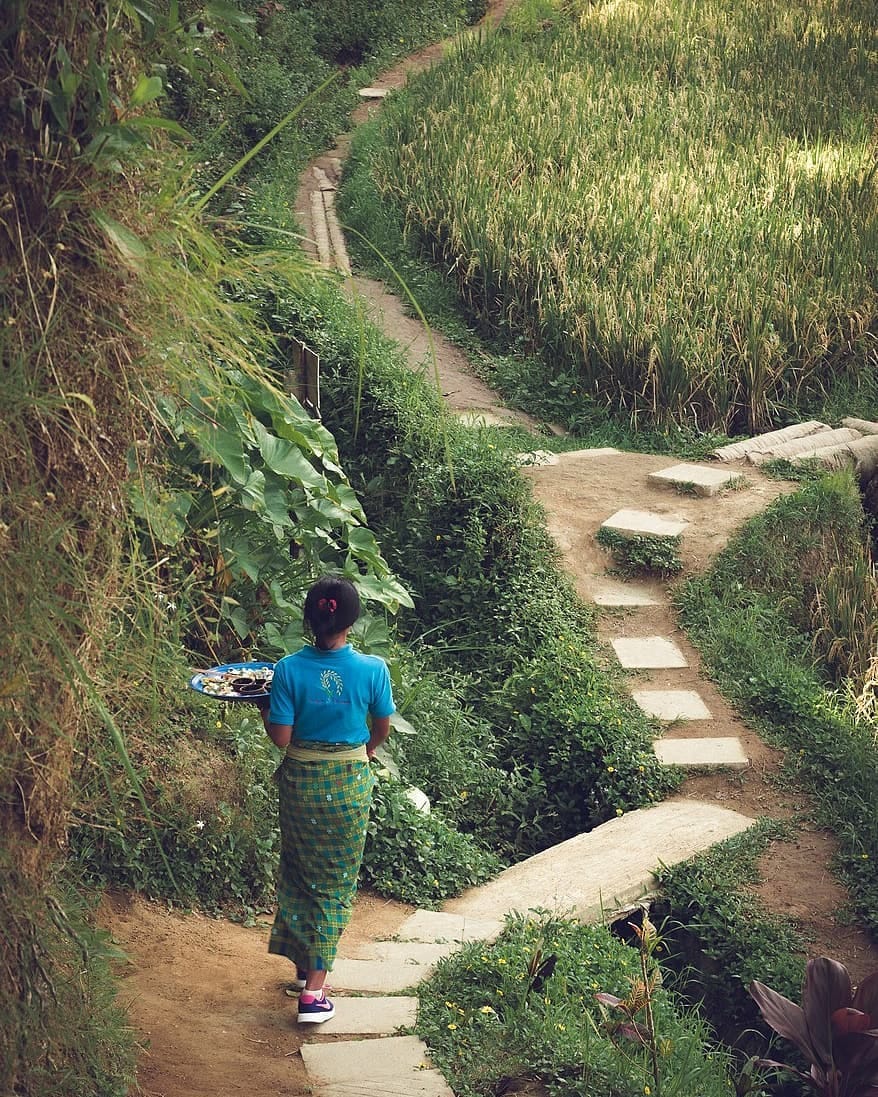 Tegallalang rice terraces, Indonesia