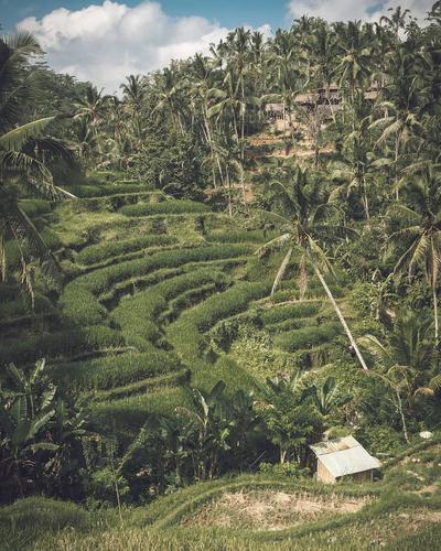 Tegallalang rice terraces