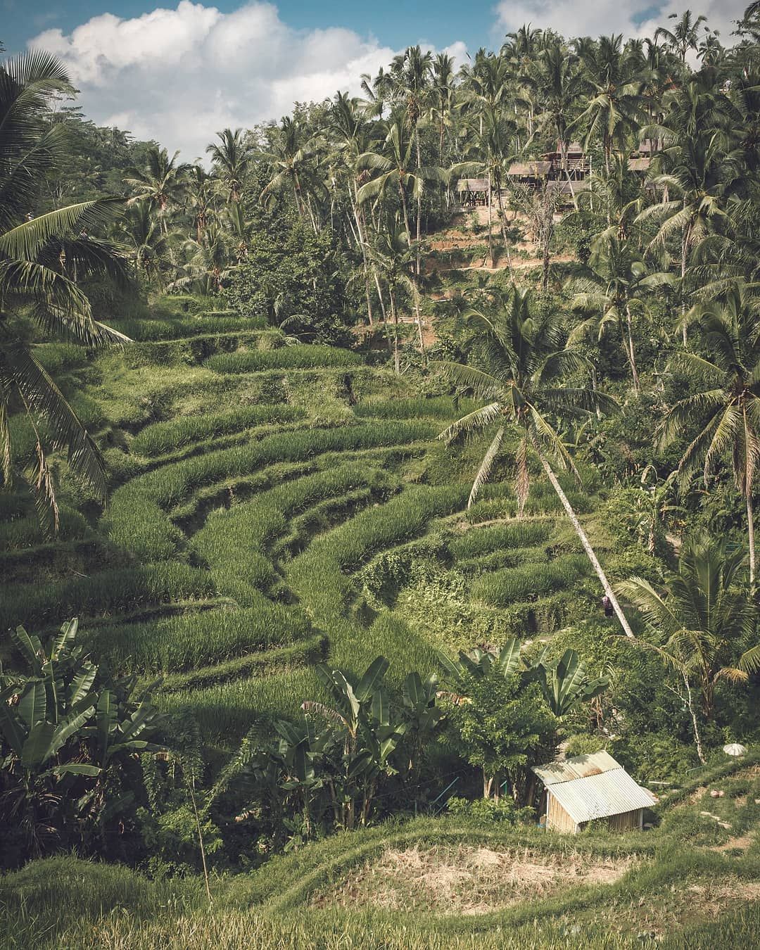 Tegallalang rice terraces, Indonesia