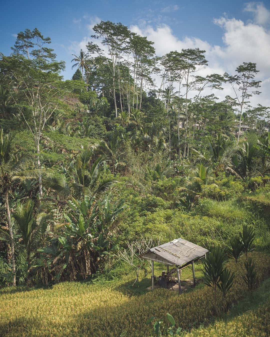 Tegallalang rice terraces, Indonesia