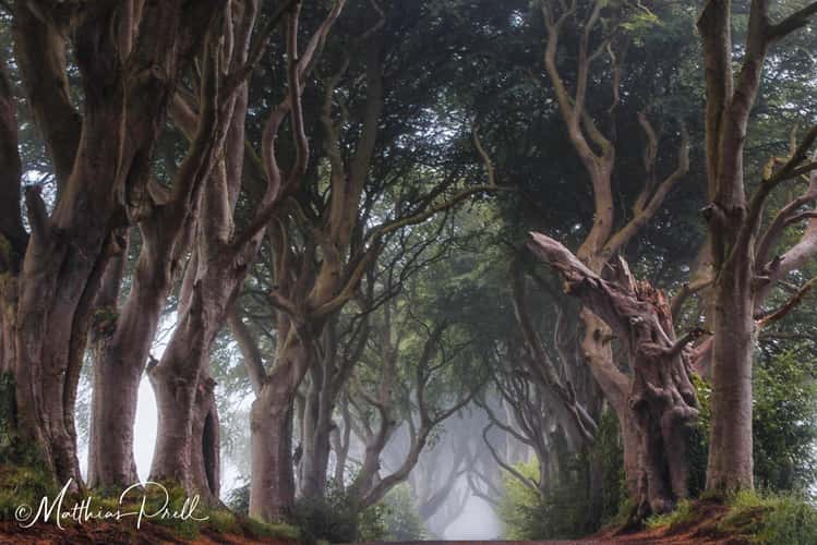 The Dark Hedges (Road)