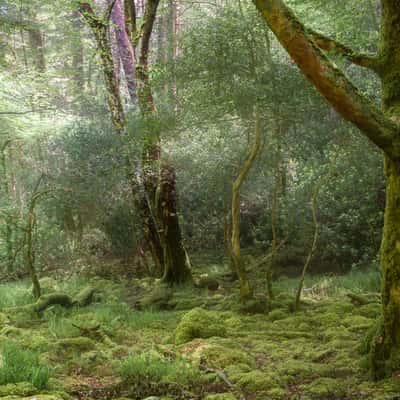 Torc Waterfall Forest, Ireland