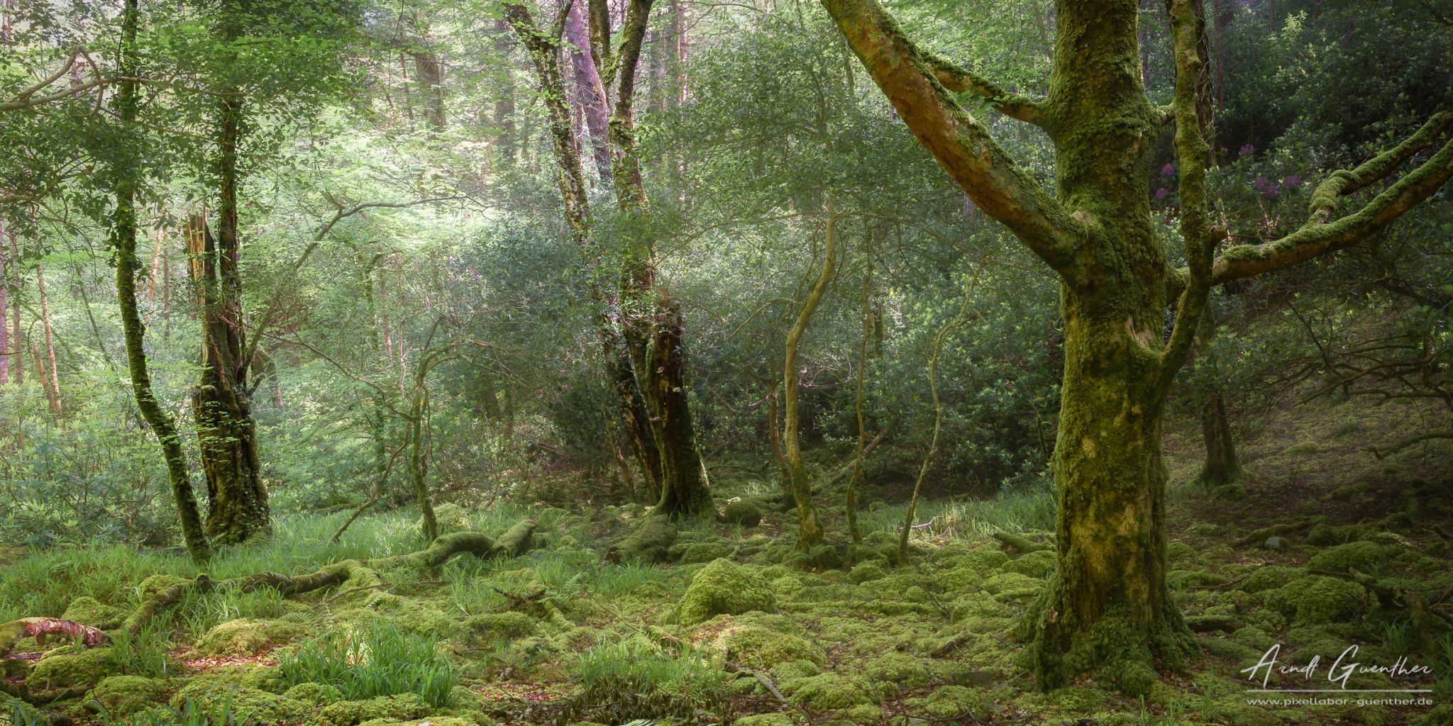 Torc Waterfall Forest, Ireland