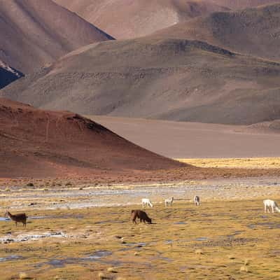 Vega colorada, Argentina