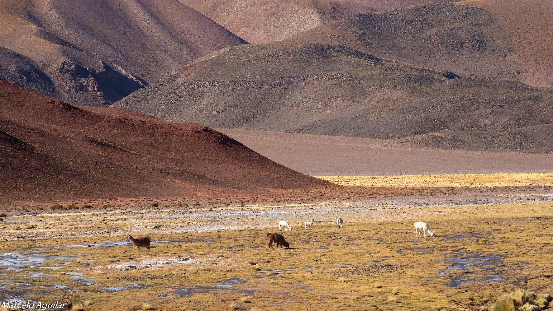 Vega colorada, Argentina