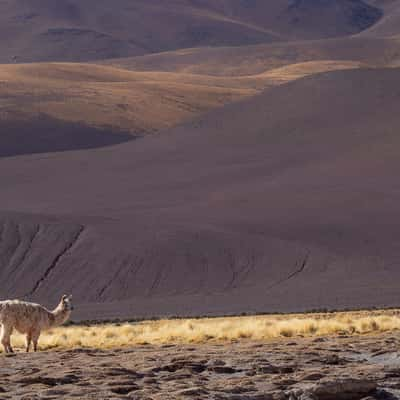 Vega colorada, Argentina