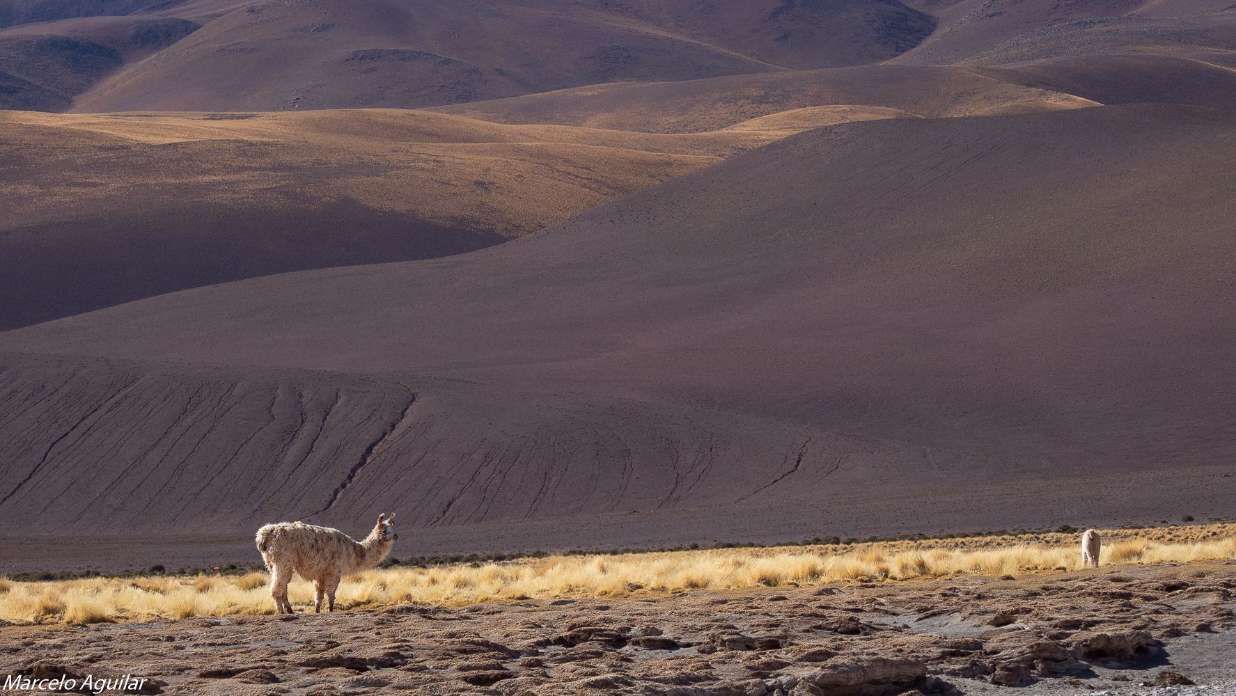 Vega colorada, Argentina