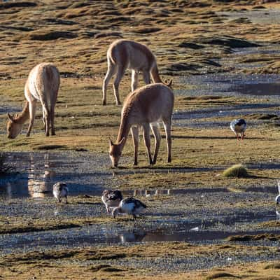 wild vicunas, Chile