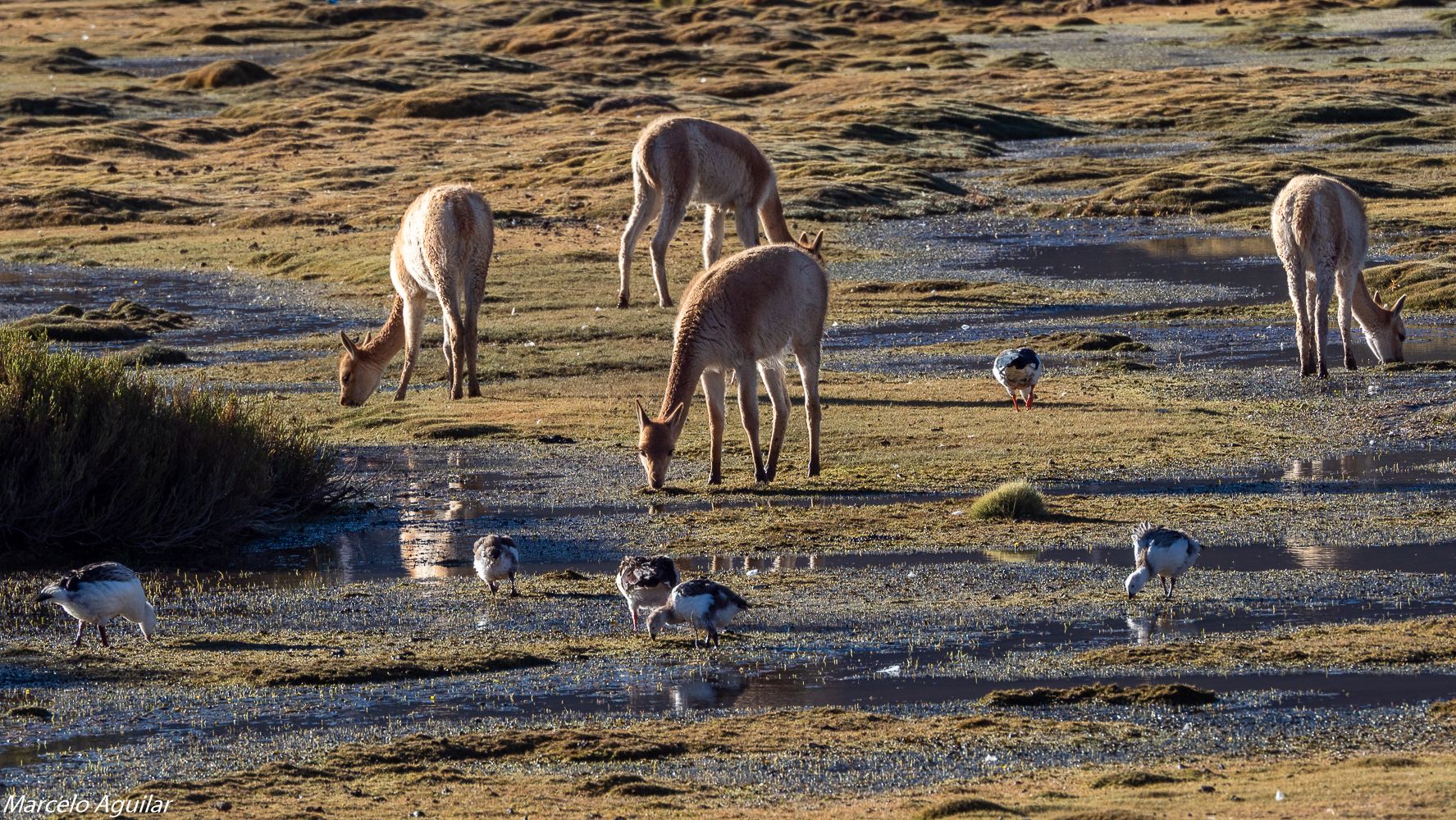 Wild vicunas, Chile