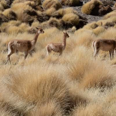 Wildlife at vega colorada, Argentina