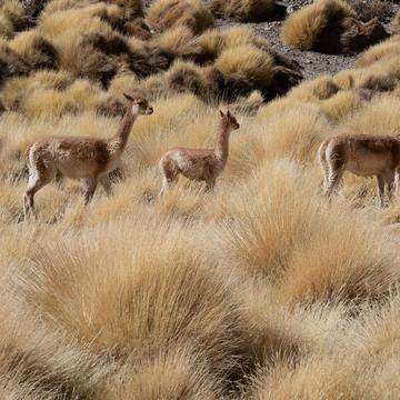 Wildlife at vega colorada, Argentina
