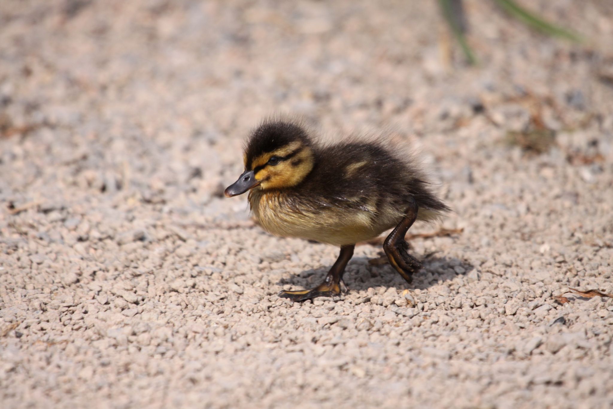 WWT Castle Espie, United Kingdom