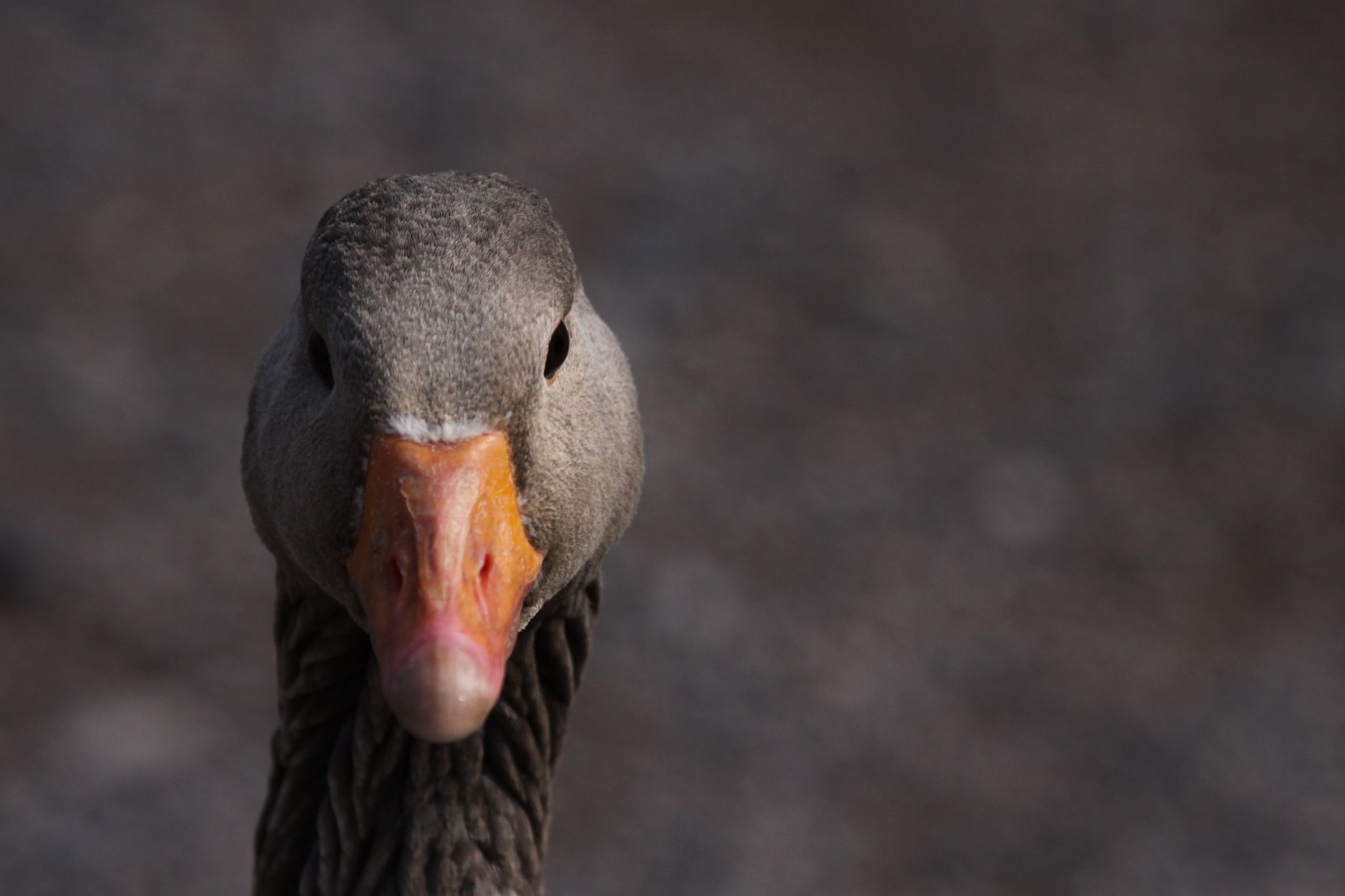 WWT Castle Espie, United Kingdom