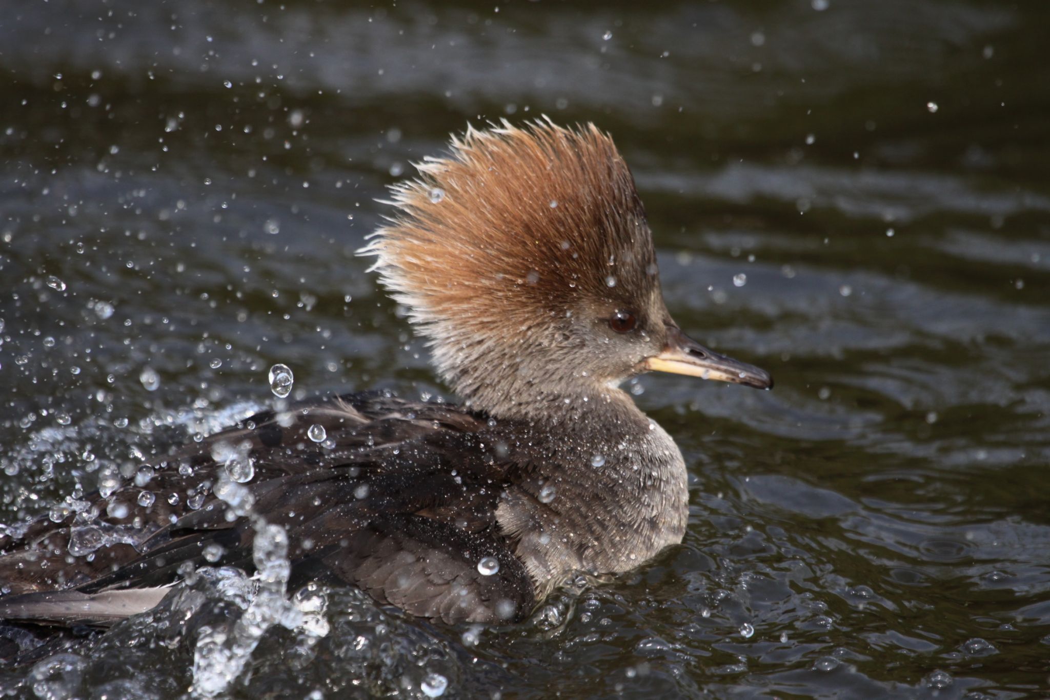 WWT Castle Espie, United Kingdom