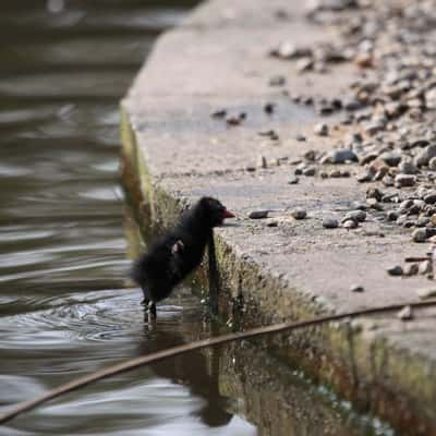 WWT Castle Espie, United Kingdom