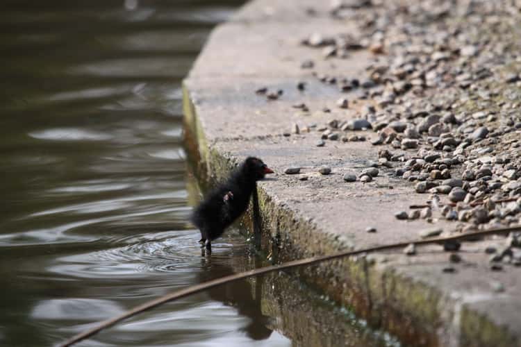 WWT Castle Espie