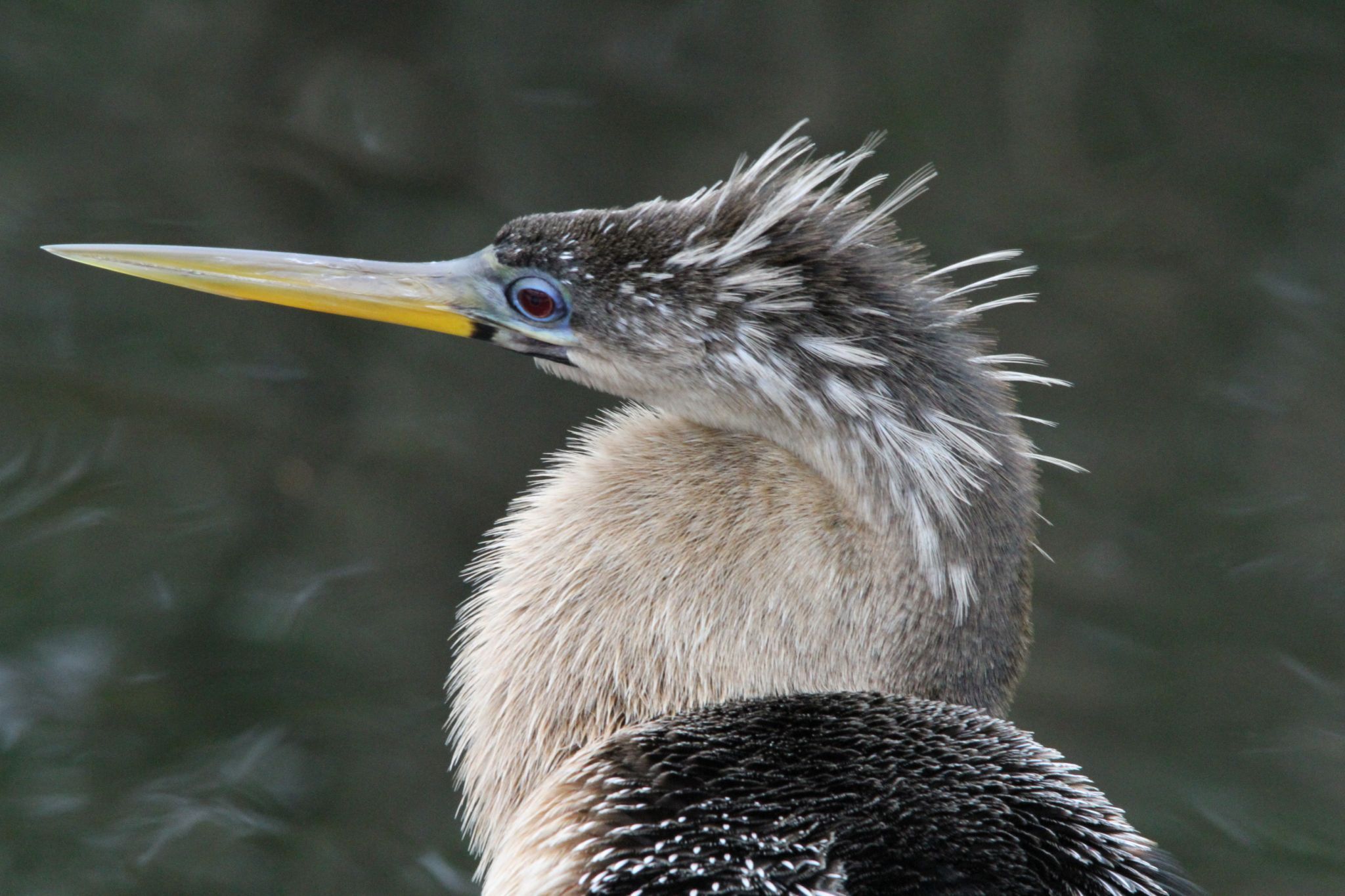 Anhinga Trail, Everglades National Park, USA