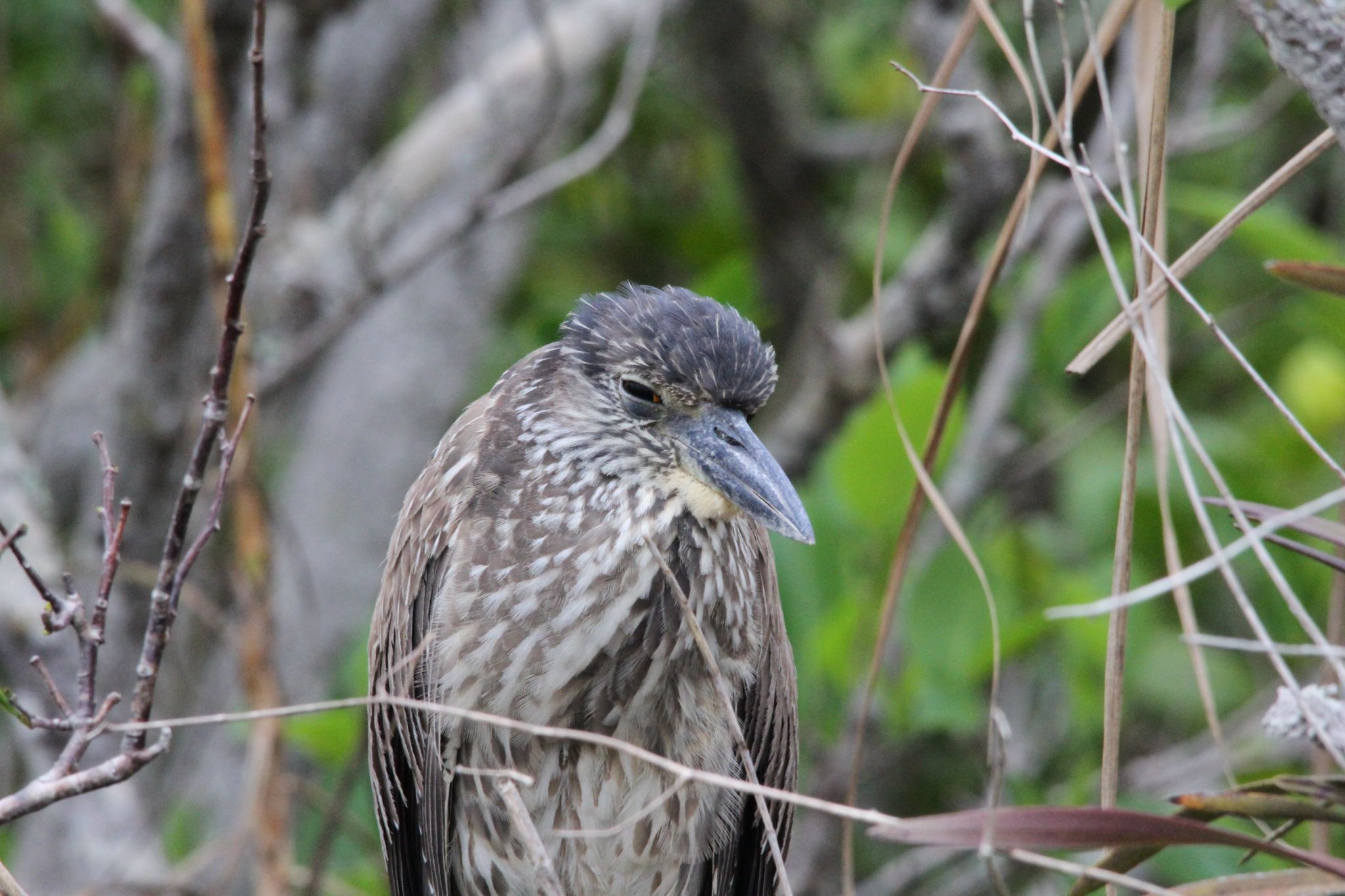Anhinga Trail, Everglades National Park, USA