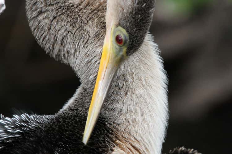 Anhinga Trail, Everglades National Park