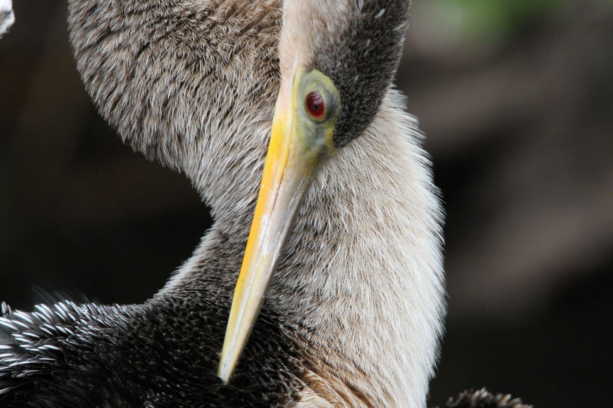 Anhinga Trail, Everglades National Park, USA