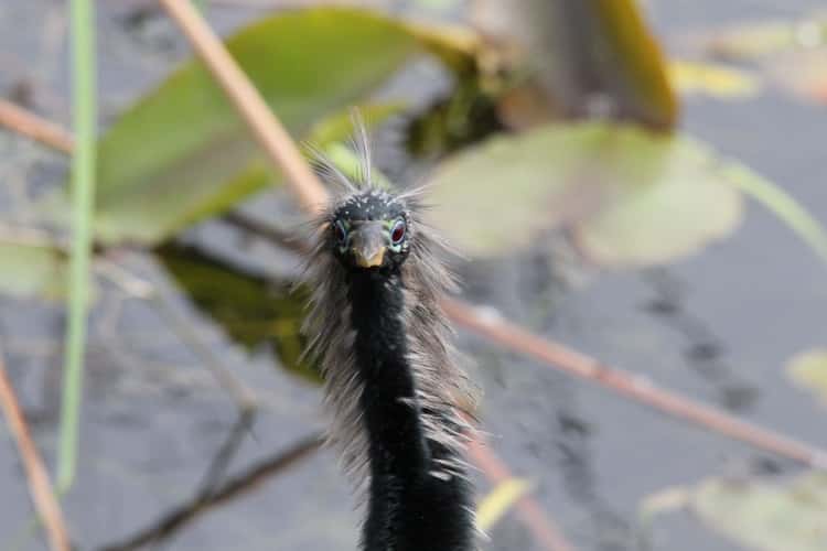 Anhinga Trail, Everglades National Park