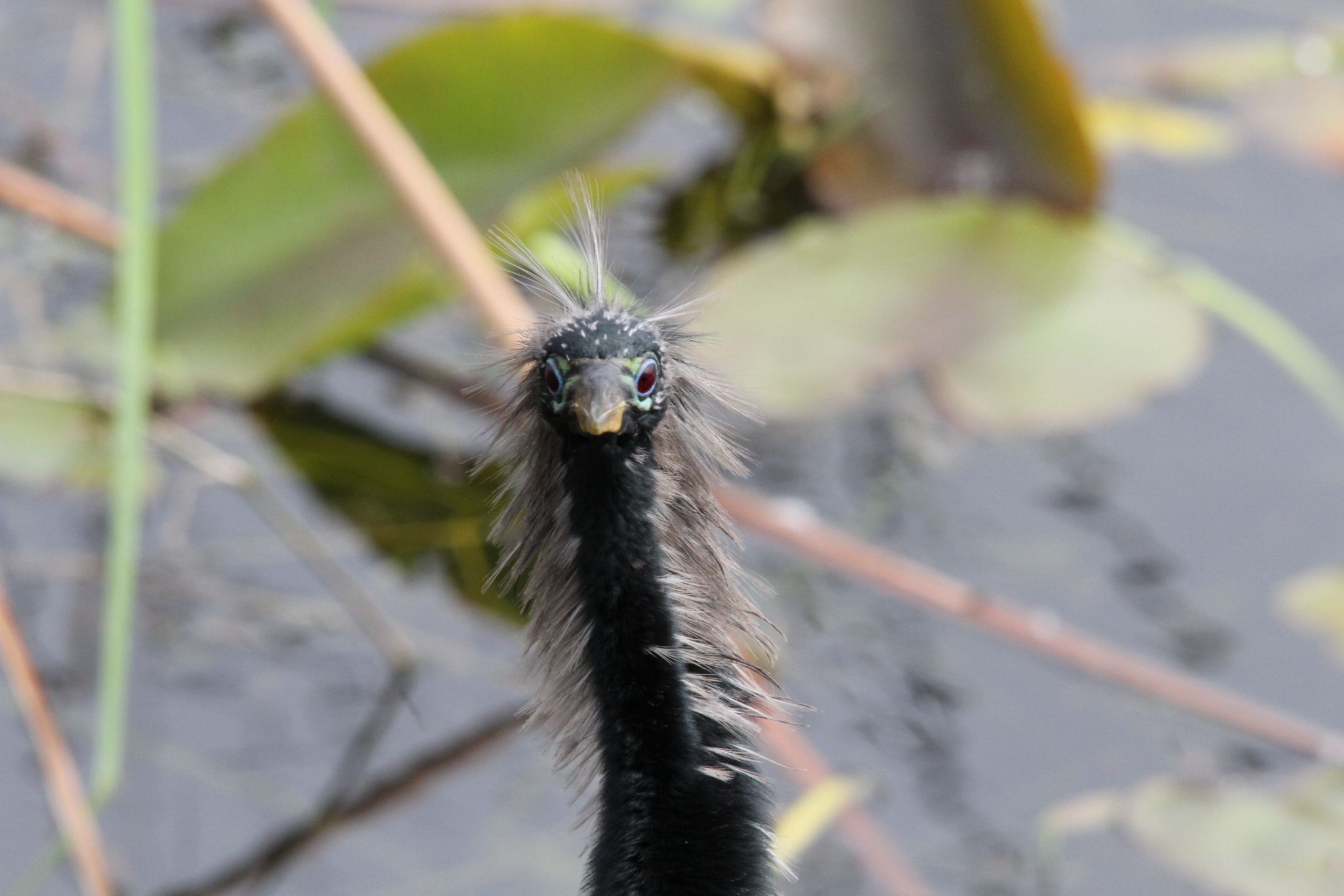 Anhinga Trail, Everglades National Park, USA