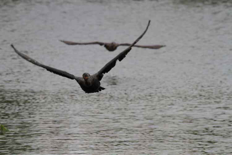 Anhinga Trail, Everglades National Park