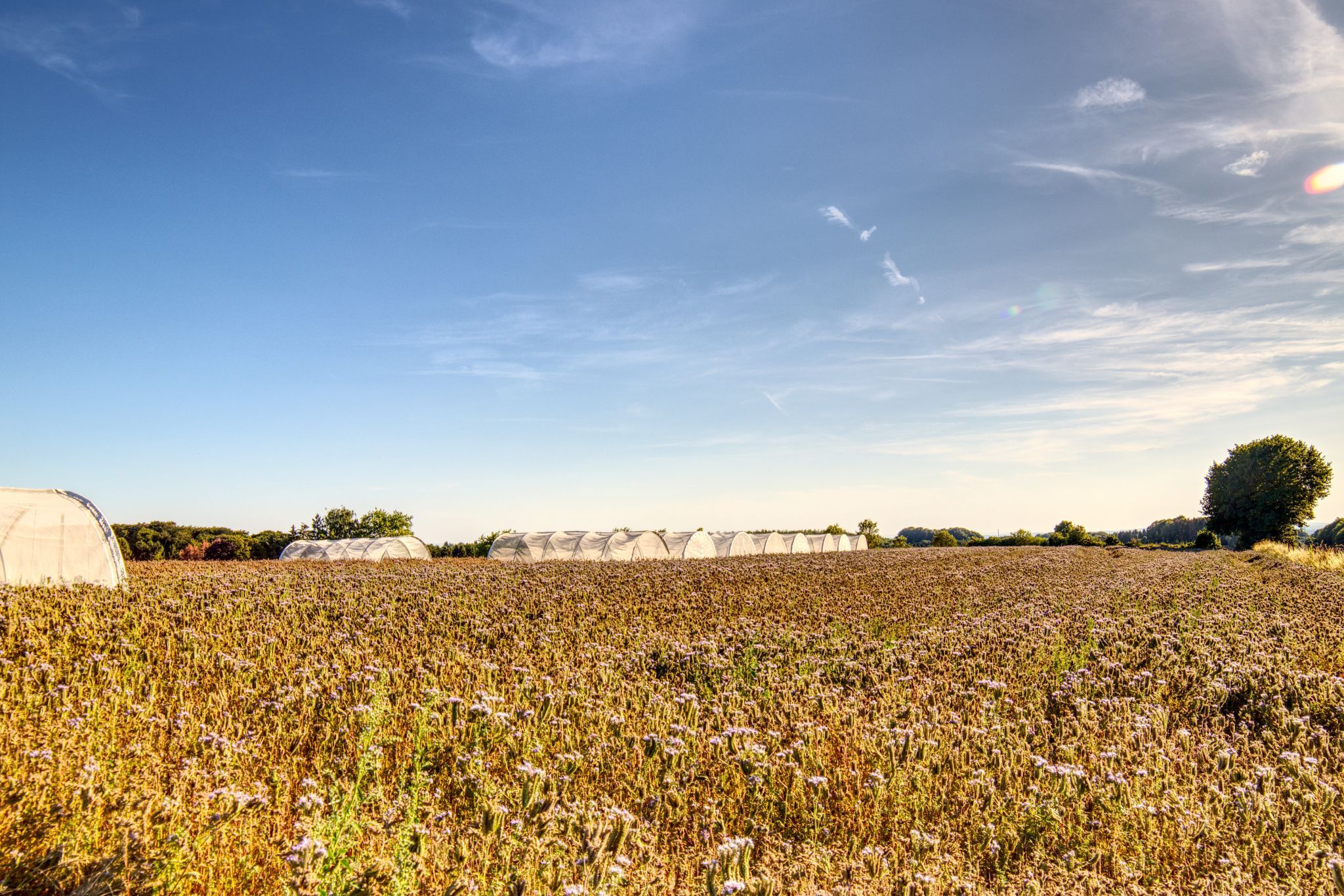 Bees fields, Germany