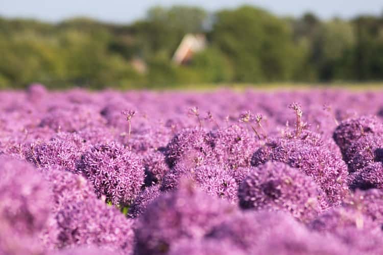 Blumenfelder