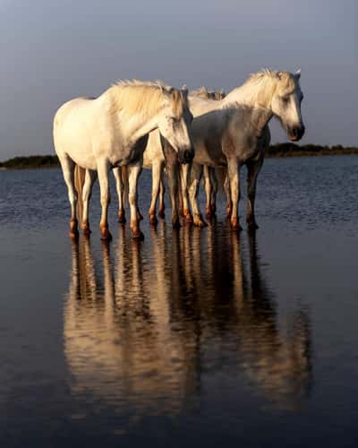 #camargue