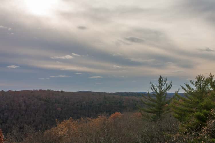 Cook Forest Tower