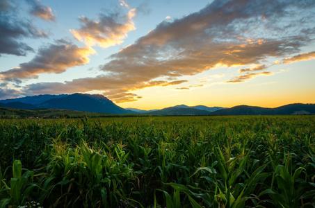 Corn field near Bran