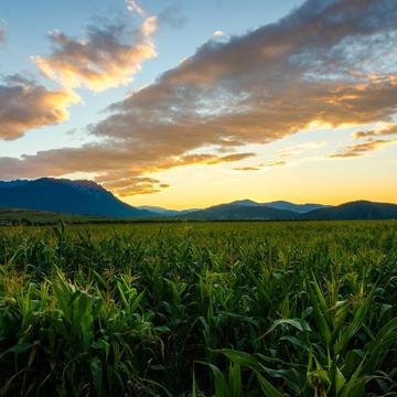 Corn field near Bran, Romania