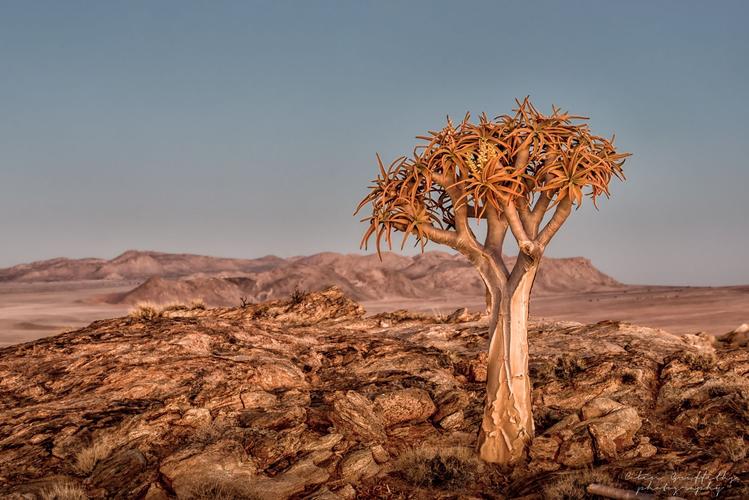 Desert tree,Namibia
