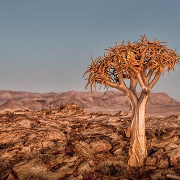 Desert tree,Namibia, Namibia