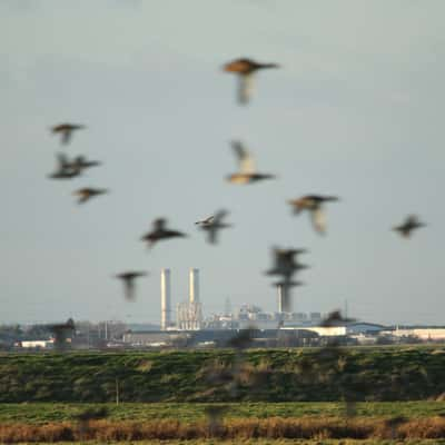 Elmley Nature Reserve, United Kingdom