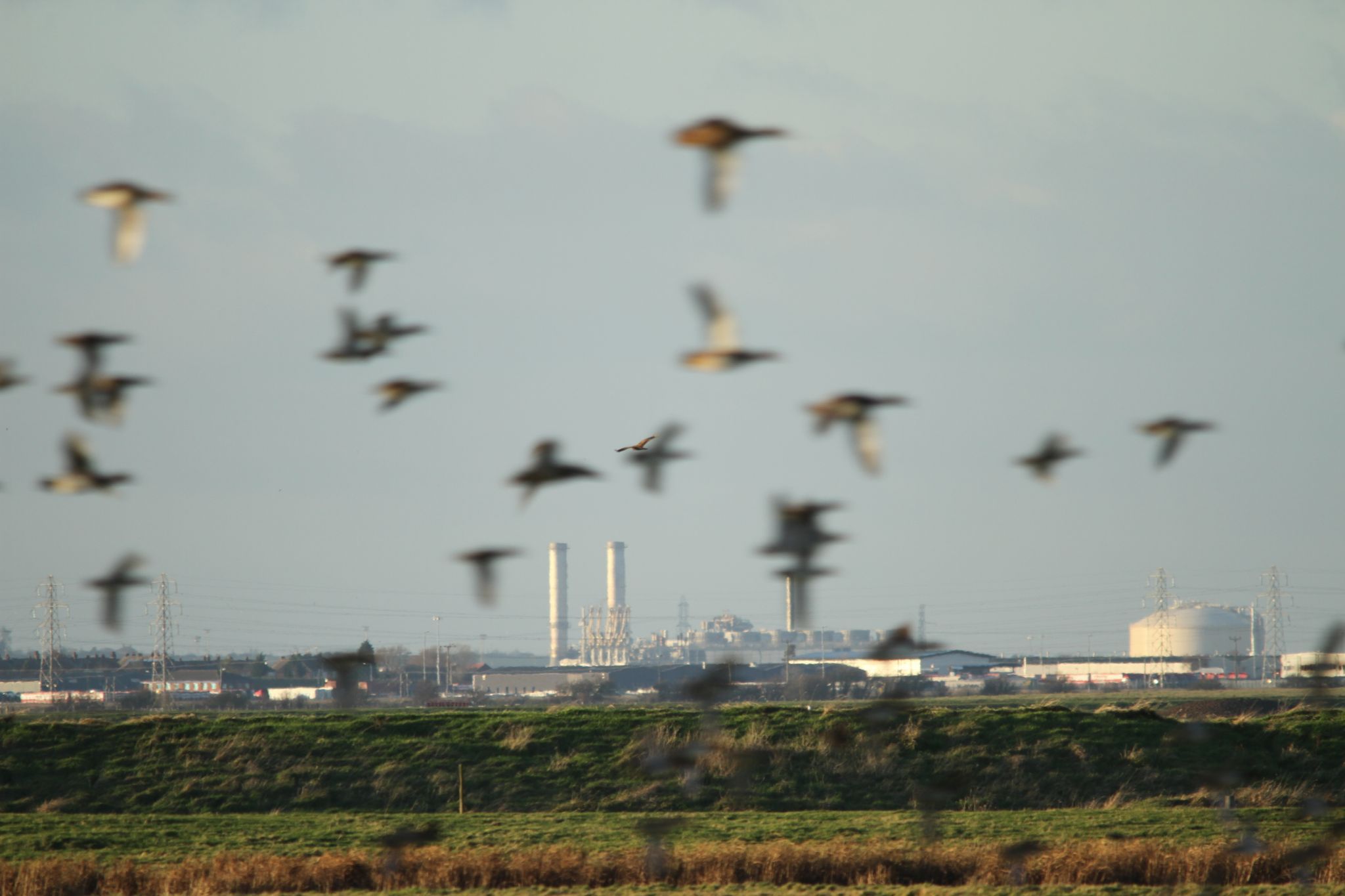 Elmley Nature Reserve, United Kingdom