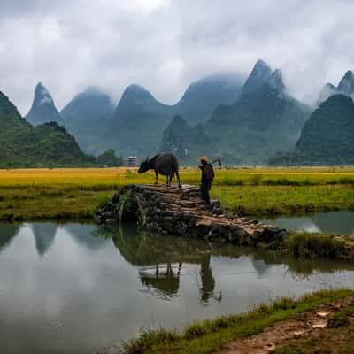 Farmer with Ox, China