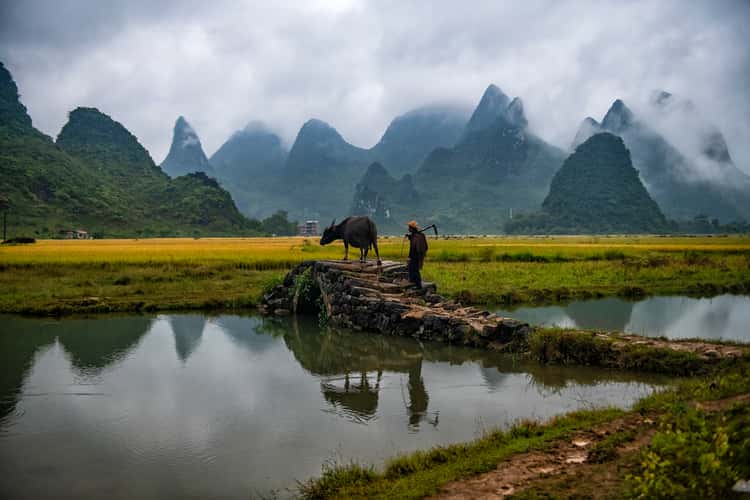 Farmer with Ox