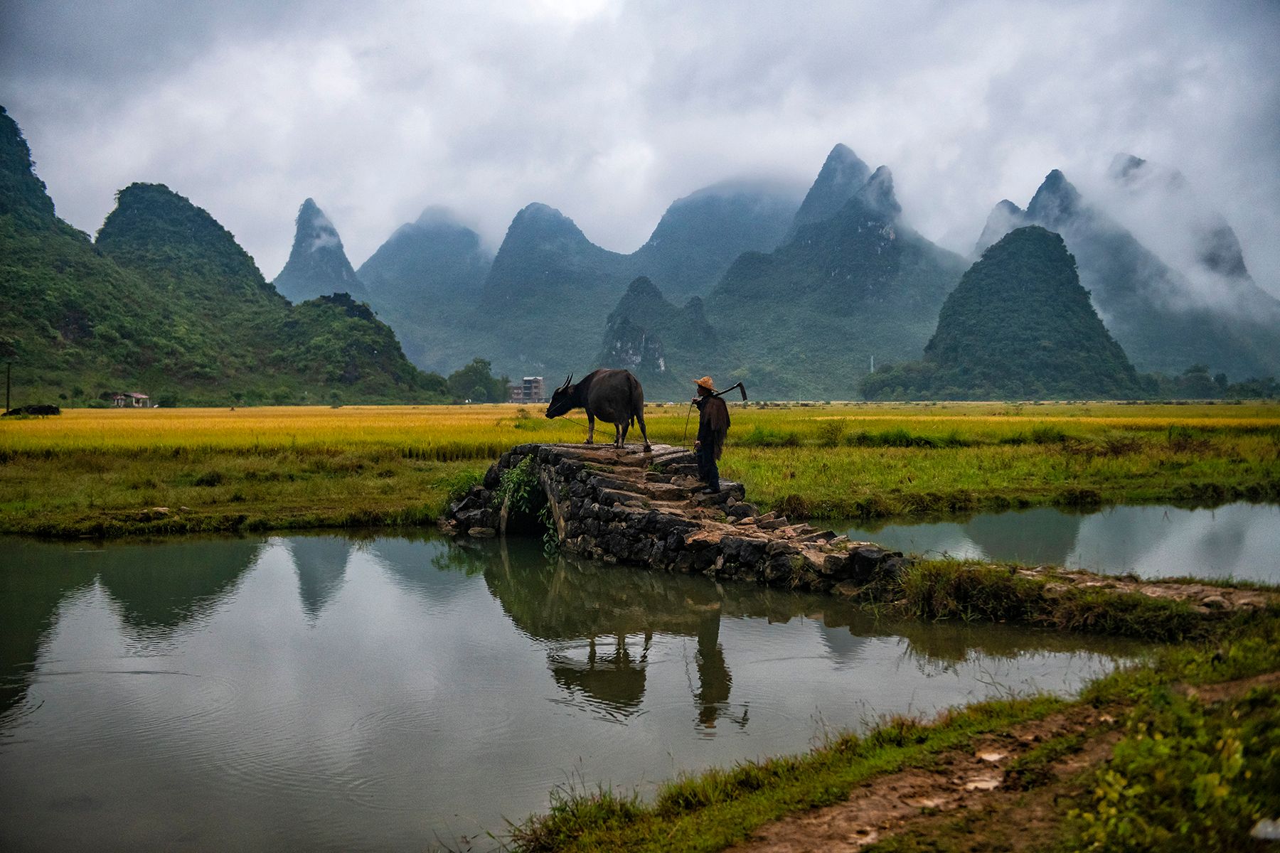 Farmer with Ox, China
