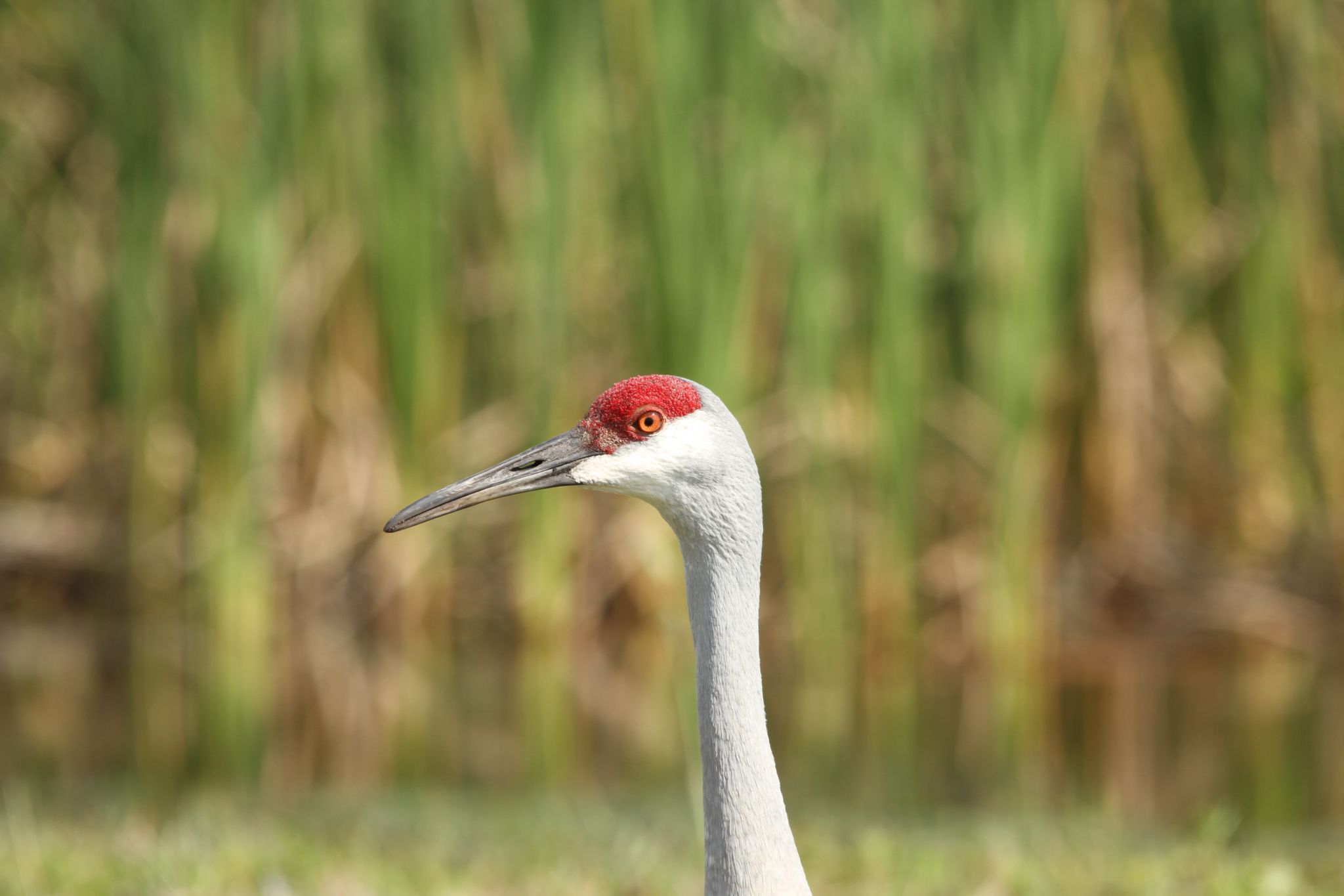 Fort Christmas wetlands, USA
