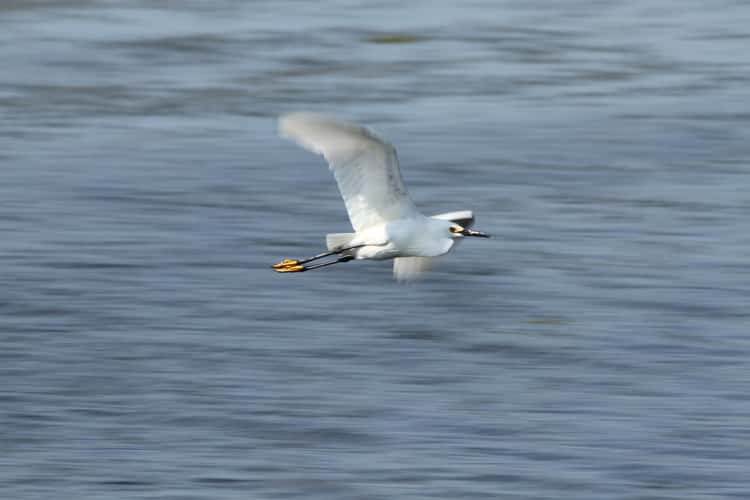 Fort Christmas wetlands